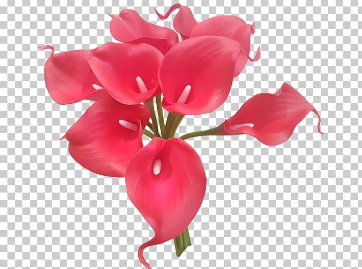 Arum-lily Cut Flowers Plant Tiger Lily PNG, Clipart, Artificial Flower, Arumlily, Callalily, Calla Lily, Cut Flowers Free PNG Download
