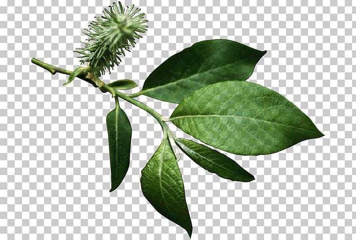 Branch Leaf Tree Green PNG, Clipart, Blue, Branch, Color, Green, Herbalism Free PNG Download