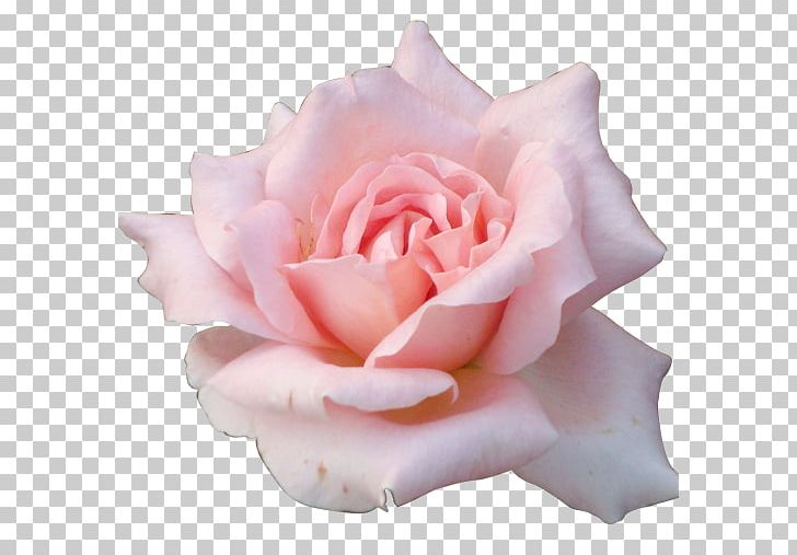 Butterfly Rose Flower Desktop Pink PNG, Clipart, 1080p, Artificial Flower, Butterfly, China Rose, Color Free PNG Download