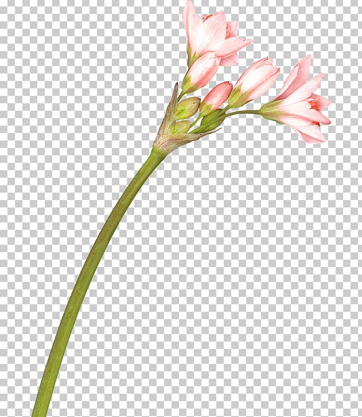 Cut Flowers Lily Of The Incas Wildflower PNG, Clipart, Alstroemeriaceae, Bud, Color, Cut Flowers, Daum Free PNG Download