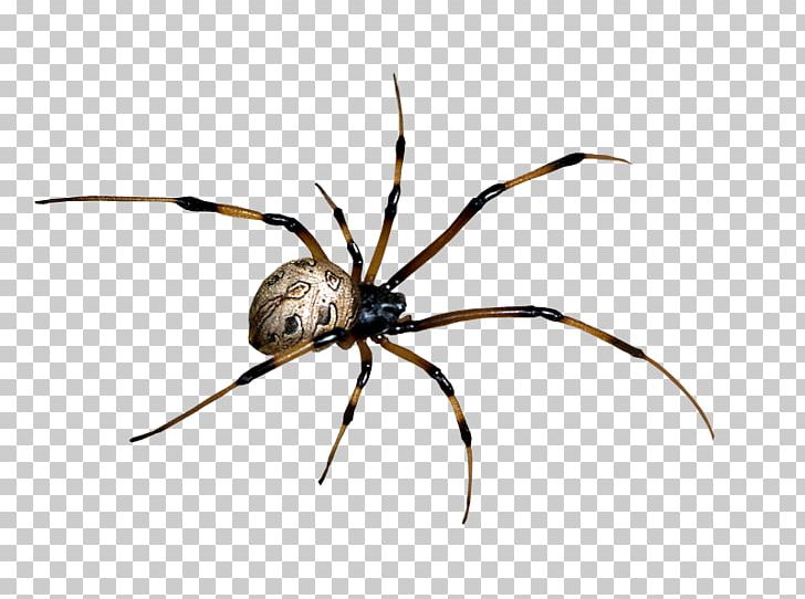 Spider PNG, Clipart, Angulate Orbweavers, Arachnid, Arachnophobia, Araneus, Arthropod Free PNG Download