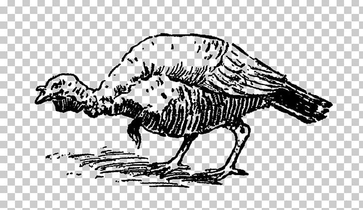 Turkey Bird Chicken Phasianidae PNG, Clipart, Animal, Animals, Art, Artwork, Beak Free PNG Download
