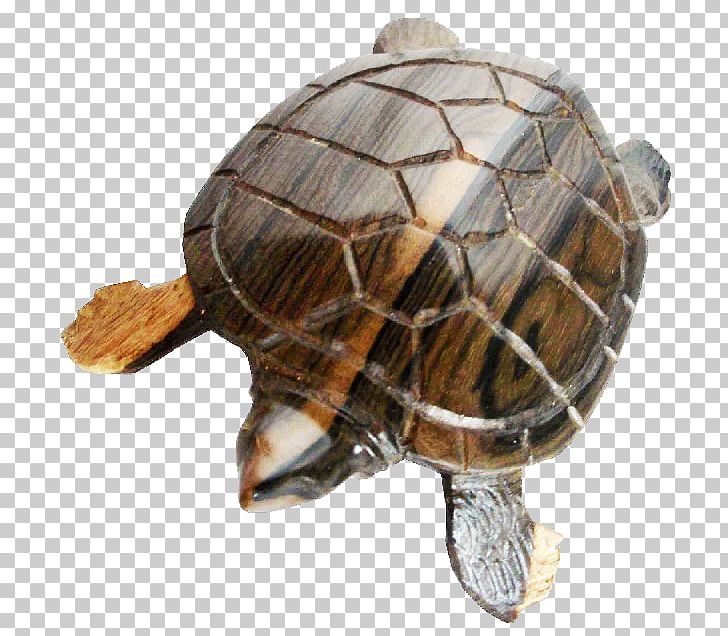 Box Turtles Tortoise PNG, Clipart, Black Turtle Bean, Box Turtle, Box Turtles, Emydidae, Reptile Free PNG Download