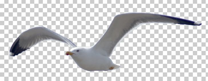 European Herring Gull Bird Gulls Golden Retriever PNG, Clipart, Animal, Animal Figure, Animals, Animals Cartoon, Beak Free PNG Download