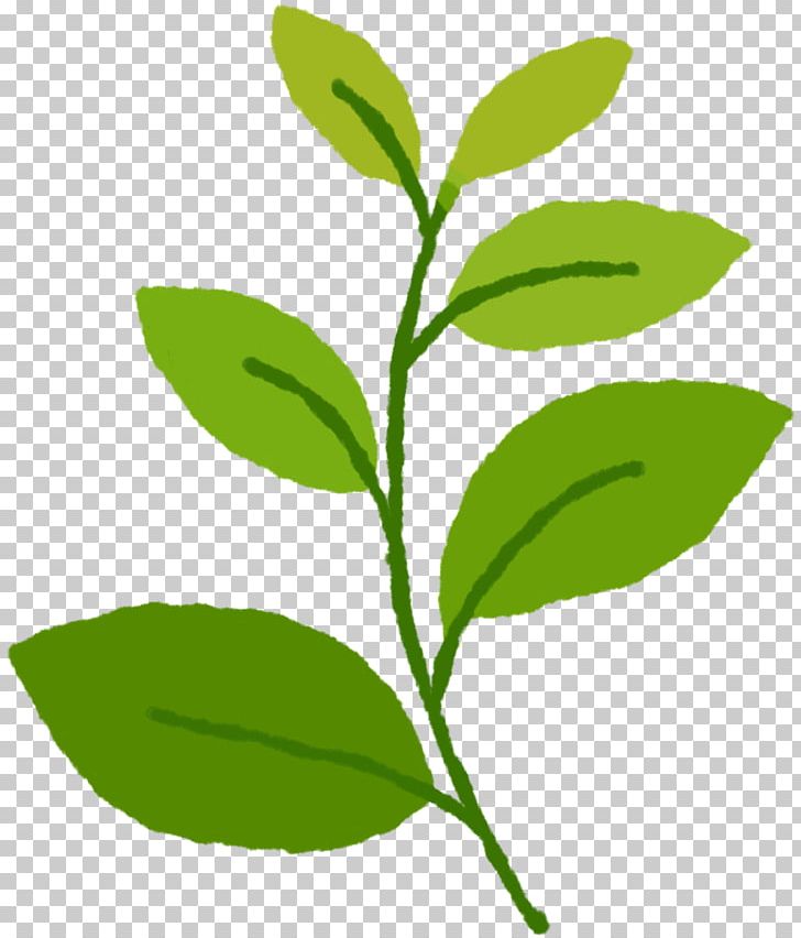 Green Tea Leaf Plant Stem Herb PNG, Clipart, Branch, Carnation, Common Sunflower, Food Drinks, French Hydrangea Free PNG Download