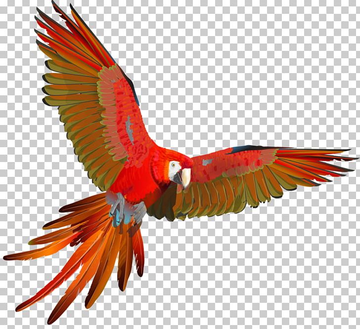 Scarlet Macaw Parrot Red-and-green Macaw Blue-and-yellow Macaw PNG, Clipart, Animals, Beak, Bird, Blue And Yellow Macaw, Blueandyellow Macaw Free PNG Download