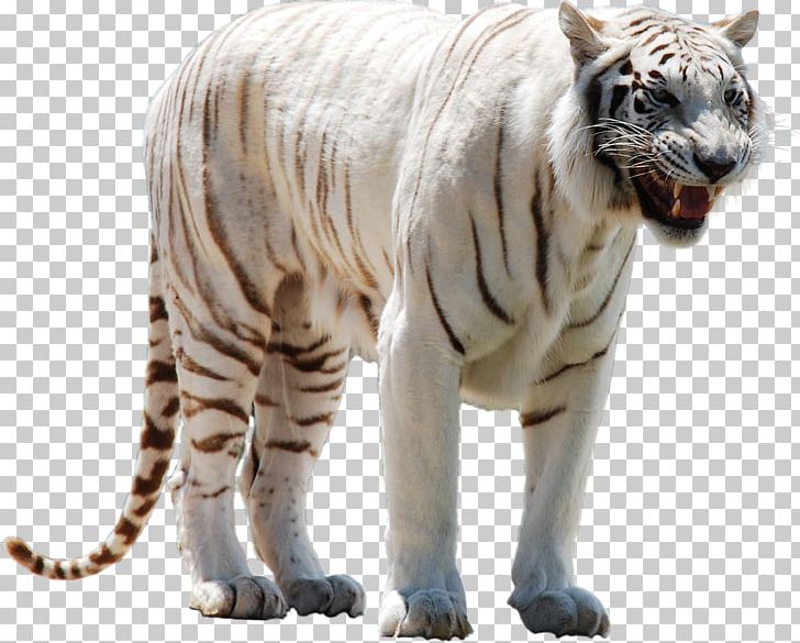 White Tiger PNG, Clipart, Animals, Big Cats, Carnivoran, Cat Like Mammal, Computer Icons Free PNG Download