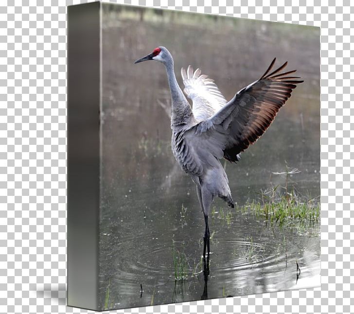 Bird Gallery Wrap Canvas Beak Feather PNG, Clipart, Animals, Art, Beak, Bird, Canvas Free PNG Download