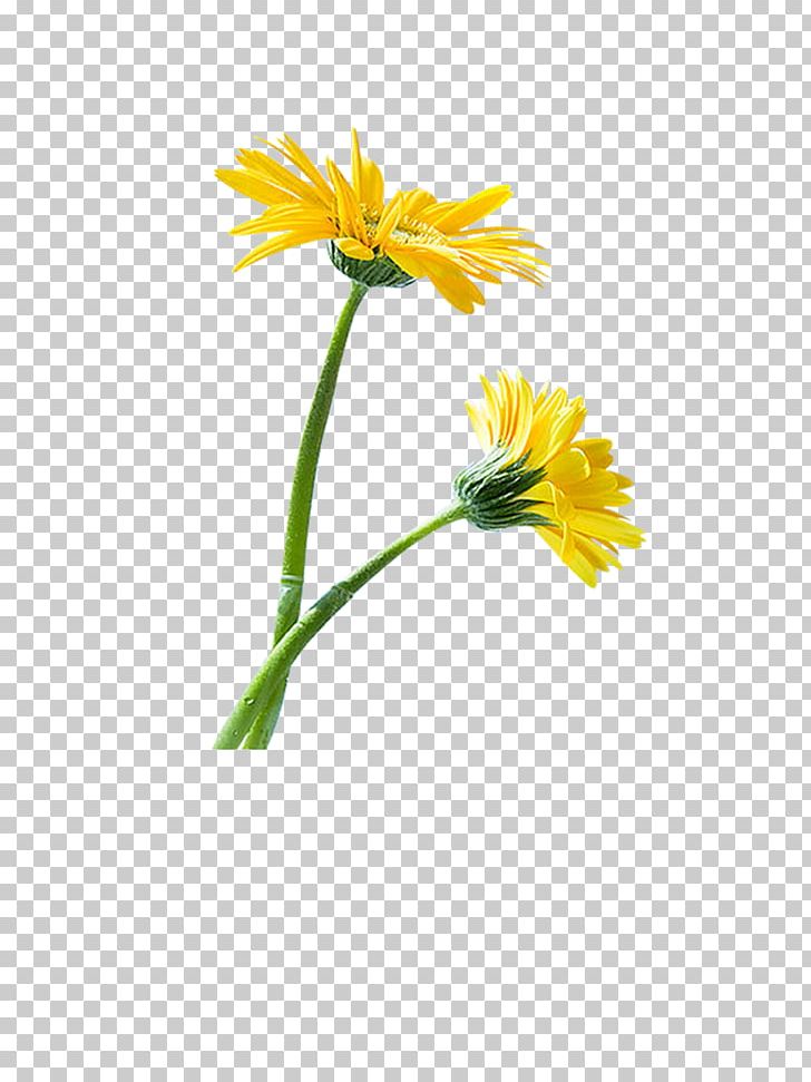 Common Sunflower Sunflower Seed Kuaci PNG, Clipart, Daisy, Daisy Family, Encapsulated Postscript, Flower, Flowers Free PNG Download