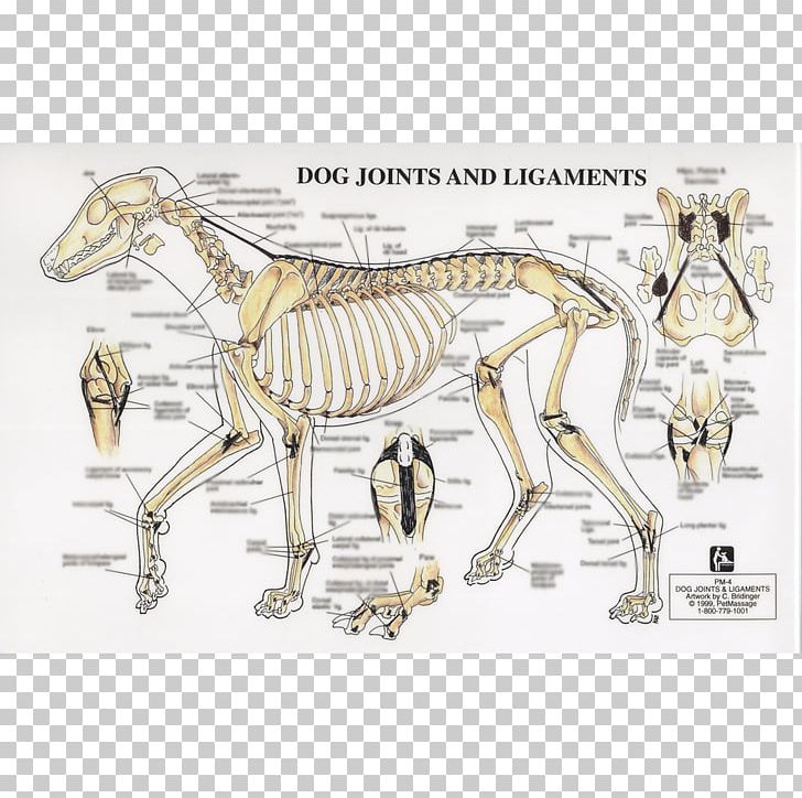 Dog Horse Joint Ligament Human Skeleton PNG, Clipart, Anatomy, Animals, Bone, Canine Massage, Caregiver Free PNG Download