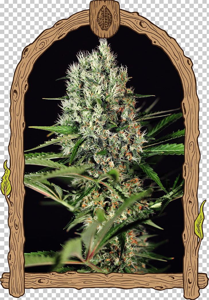 Kush Seed Company Seed Bank Genetics PNG, Clipart, Cannabis, Cannabis Sativa, Genetics, Grass, Grow Shop Free PNG Download