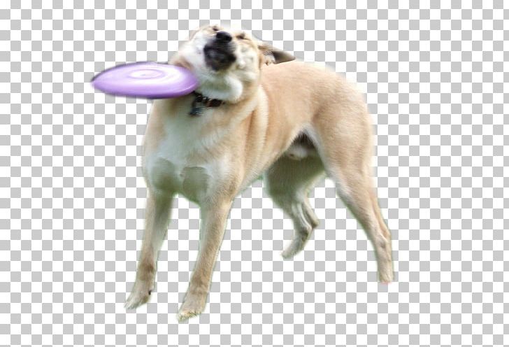 Dogecoin Internet Meme Shiba Inu PNG, Clipart, 300, Carnivoran, Companion Dog, Dog, Dog Breed Free PNG Download