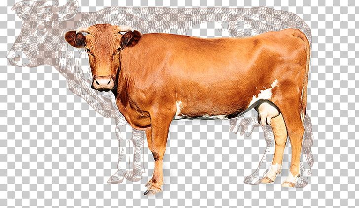 Domestic Animal Horse Dog Domanmetoden PNG, Clipart, Animal, Animal Figure,  Animals, Basabizitza, Brown Cow Free PNG