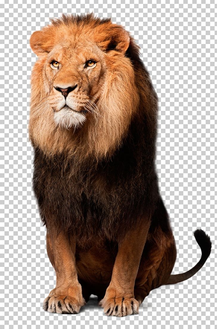 East African Lion IRPF PNG, Clipart, Afacere, Animals, Big Cats, Carnivoran, Cat Like Mammal Free PNG Download