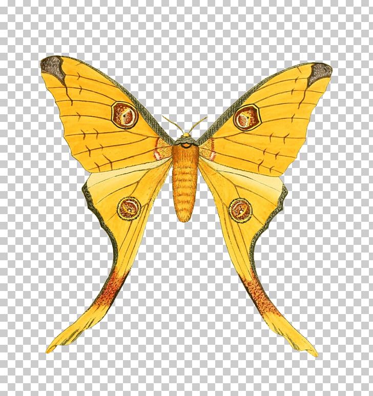 Monarch Butterfly Pieridae Insect Polymorphism PNG, Clipart, Animal, Arthropod, Blue Butterfly, Bombycidae, Brush Footed Butterfly Free PNG Download