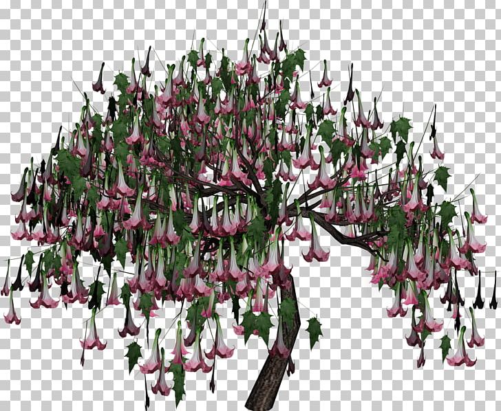 Tree Woody Plant Branch PNG, Clipart, Bonsai, Branch, Cut Flowers, Daturas, Digital Image Free PNG Download