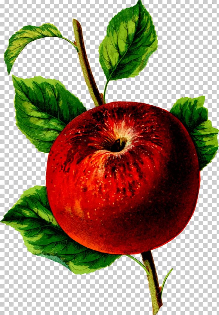 Food Canadian Horticulturist Drawing PNG, Clipart, Apple, Apple 2017, Canadian, Diet Food, Drawing Free PNG Download