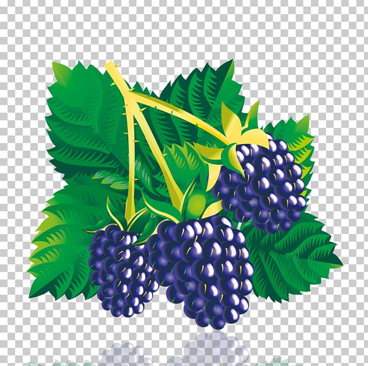 Mulberry PNG, Clipart, Berry, Bilberry, Blackberry, Black Grapes, Boysenberry Free PNG Download