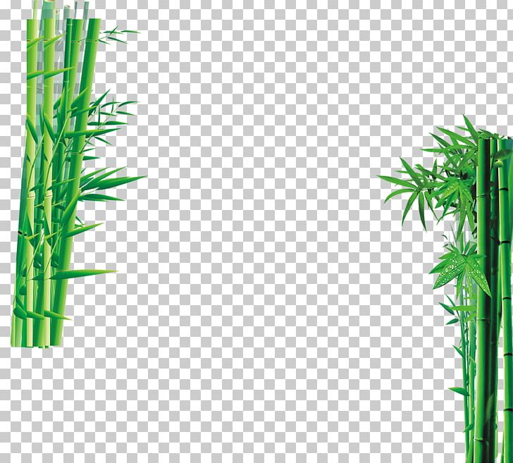 Sweet Bamboo Green PNG, Clipart, Angle, Background Green, Bamboo, Bamboo Forest, Download Free PNG Download