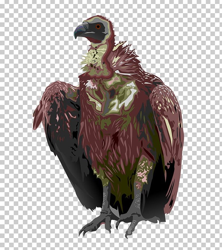 Turkey Vulture Bird Black Vulture PNG, Clipart, Accipitridae, Animals, Beak, Bird, Bird Of Prey Free PNG Download