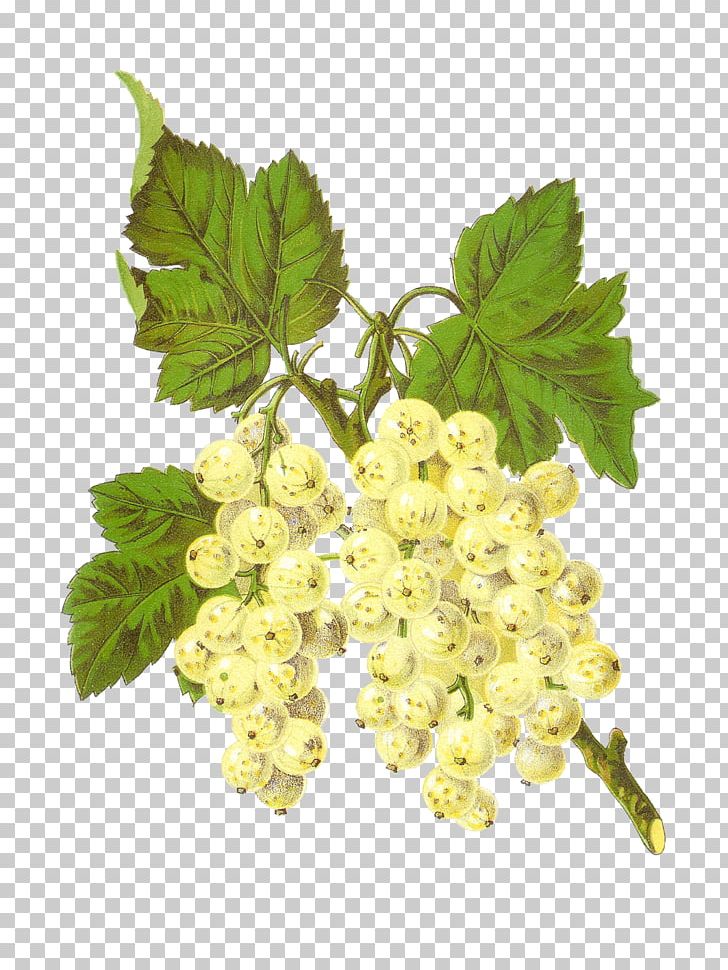 Zante Currant Grapevines White Currant PNG, Clipart, Berry, Branch, Currant, Food, Fruit Free PNG Download