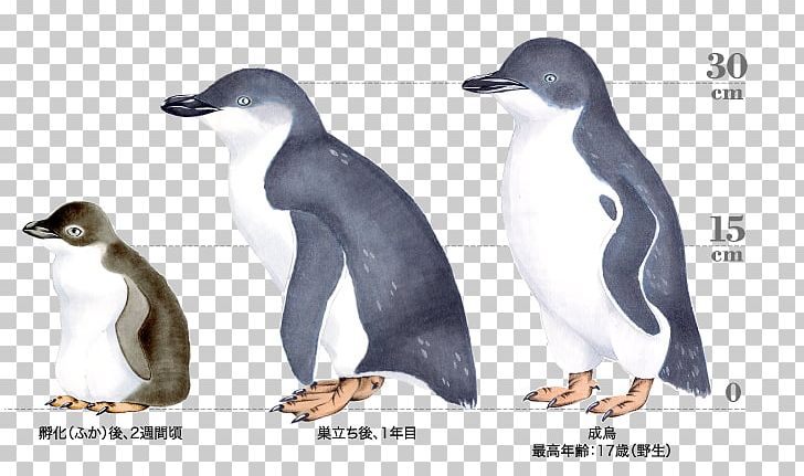 Emperor Penguin Antarctica Humboldt Penguin PNG, Clipart, African Penguin, Antarctic, Antarctica, Beak, Bird Free PNG Download