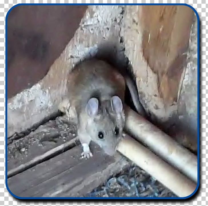 Gerbil Rodent Mouse Black Rat Pack Rat PNG, Clipart, Animal, Animals, Ant, Black Rat, Degu Free PNG Download