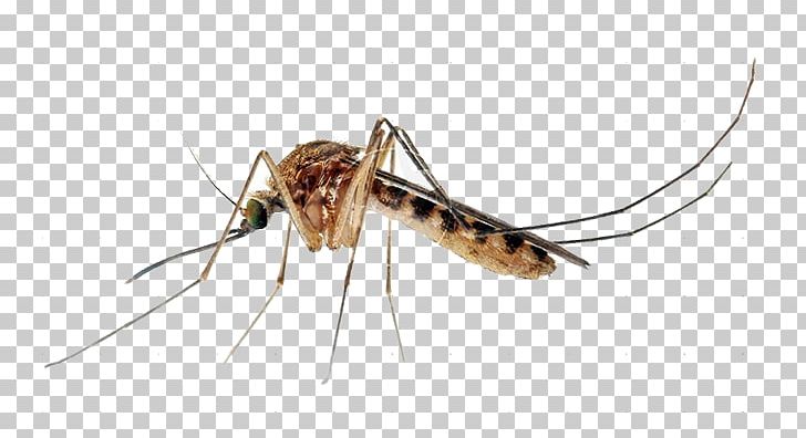 Insect Culex Quinquefasciatus Aedes Albopictus Yellow Fever Mosquito Mosquito Control PNG, Clipart, Aedes, Aedes Albopictus, Animals, Arthropod, Culex Free PNG Download