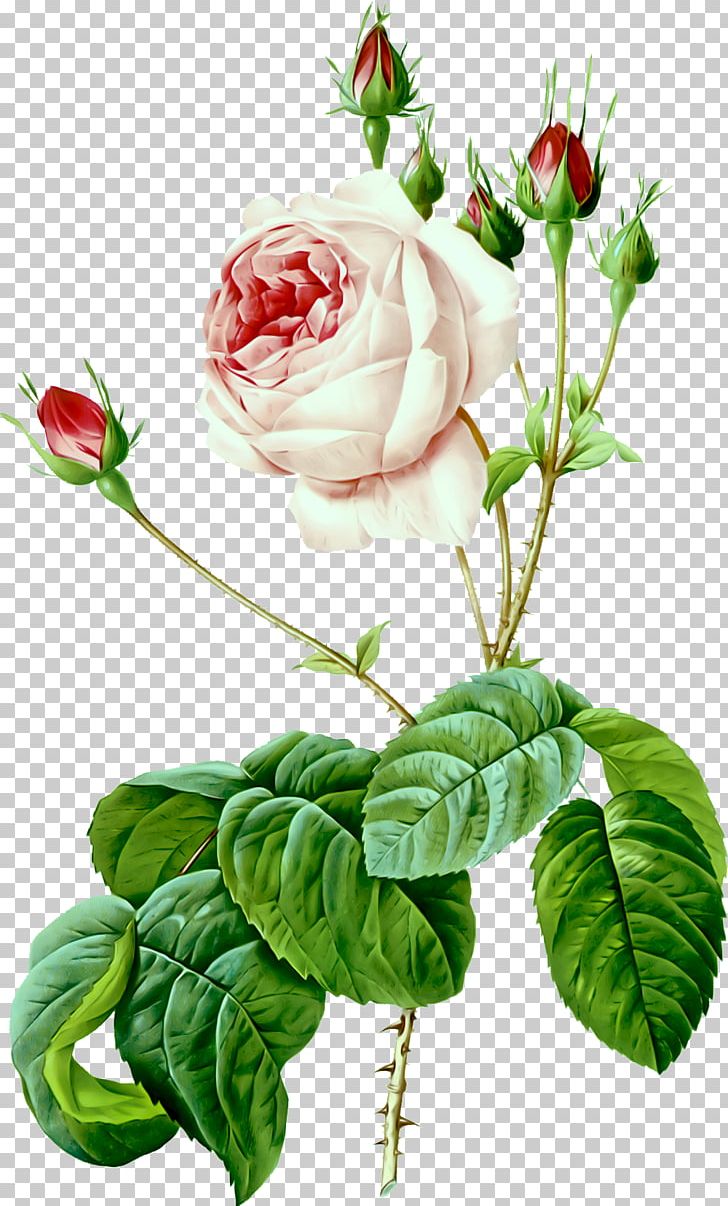 Les Roses Illustration Painting Moss Rose Art PNG, Clipart, Art, Botany, Cut Flowers, Drawing, Floral Free PNG Download