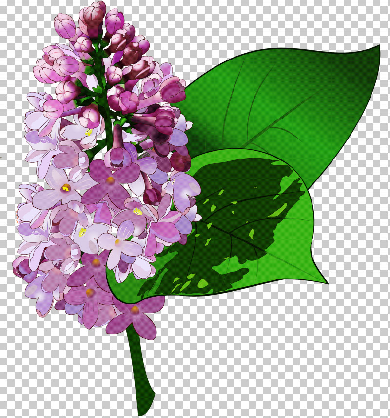 Flower Lilac Plant Lilac Purple PNG, Clipart, Cut Flowers, Flower, Lilac, Petal, Plant Free PNG Download