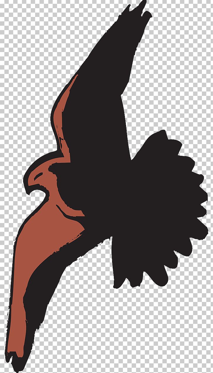 Bald Eagle Bird Hawk Cartoon PNG, Clipart, Animals, Art, Bald Eagle, Beak, Bird Free PNG Download