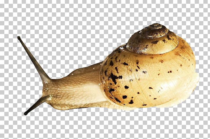 Snail Slime Orthogastropoda Slug Prosobranchia PNG, Clipart, Animal, Animals, Cartoon Snail, Color, Gastropods Free PNG Download