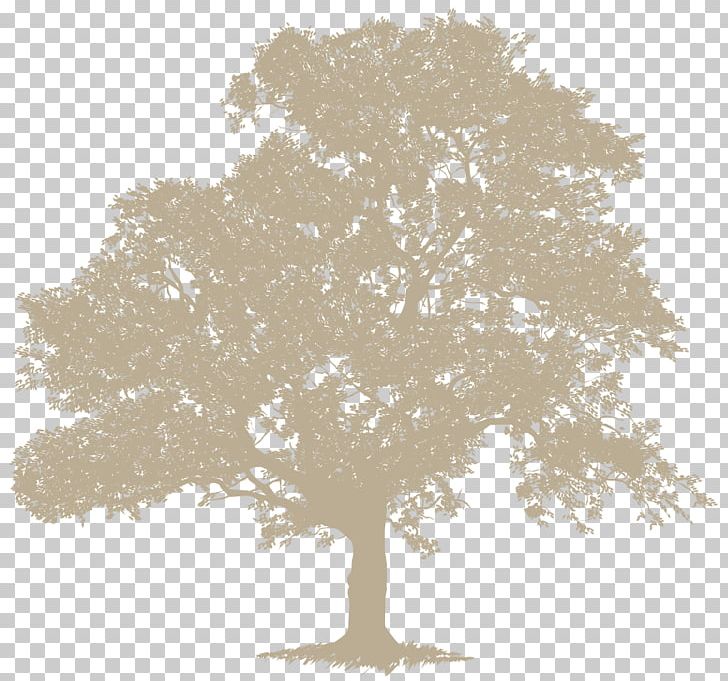 Stock Photography Tree Desktop Deciduous English Oak PNG, Clipart, Ancient Tree, Black And White, Branch, Color, Deciduous Free PNG Download