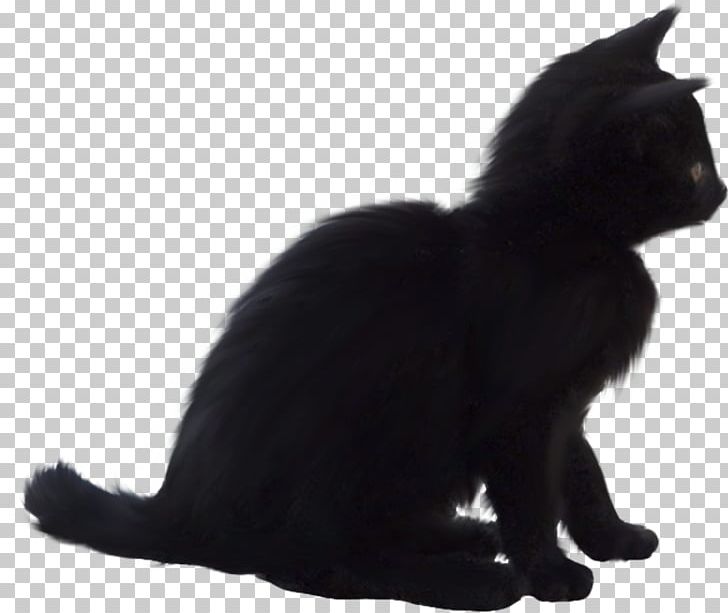 Black Cat Bombay Cat Kitten Domestic Short-haired Cat Whiskers PNG, Clipart, Animal, Animals, Black, Black And White, Black Cat Free PNG Download