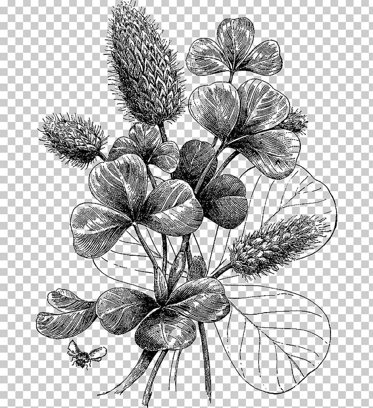 Botanical Illustration Black And White Printmaking Botany PNG, Clipart, Art, Artwork, Black And White, Botanical Illustration, Botany Free PNG Download