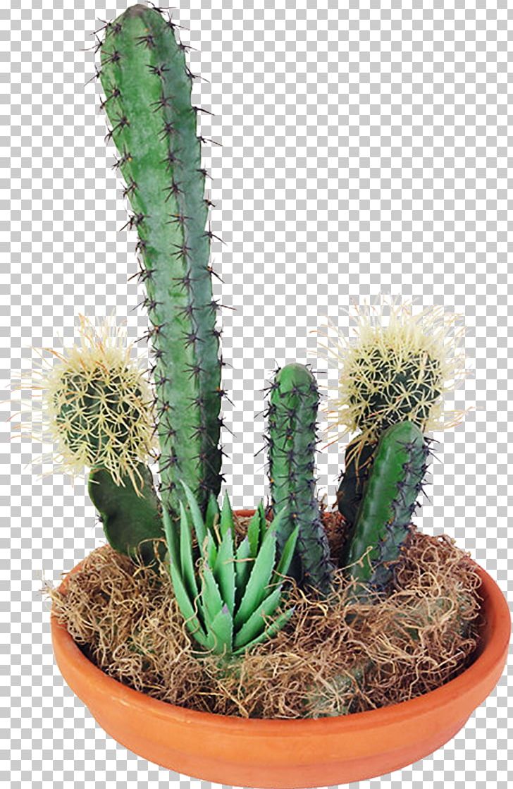 Cactaceae Succulent Plant PNG, Clipart, Acanthocereus Tetragonus, Cactaceae, Cactus, Caryophyllales, Clip Art Free PNG Download
