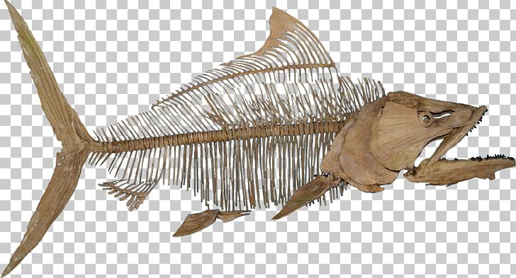 Fossil Fish Paleontology Skeleton Reptile PNG, Clipart, 6 Feet