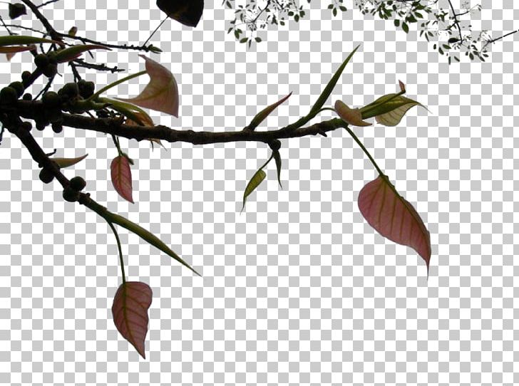 Twig Plant Stem Leaf Flowering Plant PNG, Clipart, Branch, Flora, Flower, Flowering Plant, Leaf Free PNG Download