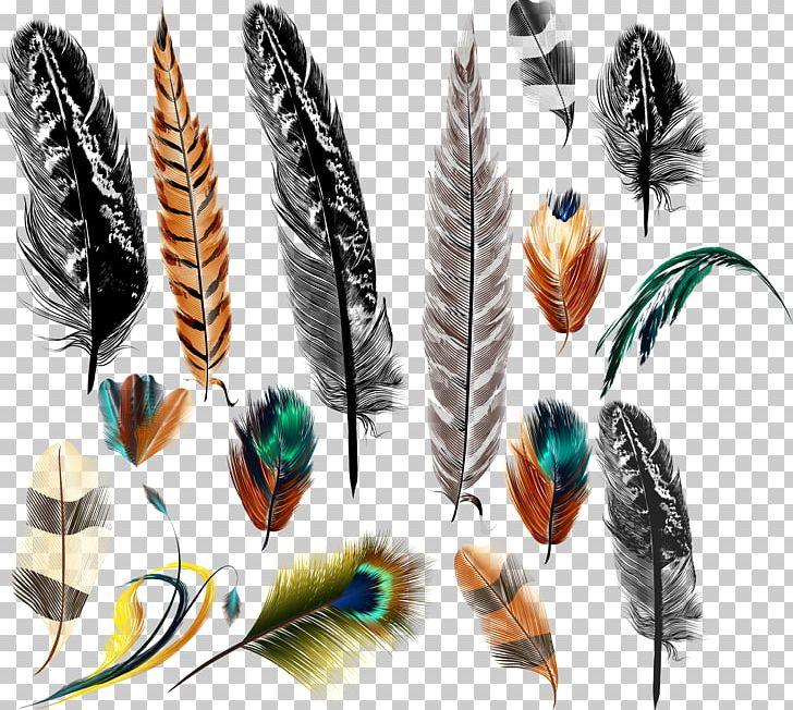 Bird Feather Euclidean Drawing PNG, Clipart, Animal Product, Bird, Cdr, Color, Depositphotos Free PNG Download