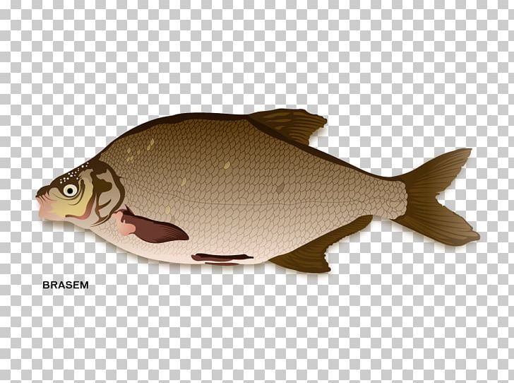 Northern Red Snapper Fish Products Carp PNG, Clipart, Animal, Animals, Bony Fish, Carp, Cod Free PNG Download