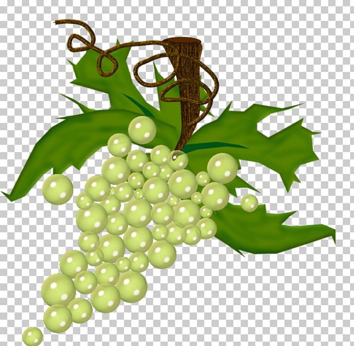 Wine Common Grape Vine Drawing Fruit PNG, Clipart, Art, Auglis, Coloring Book, Common Grape Vine, Drawing Free PNG Download