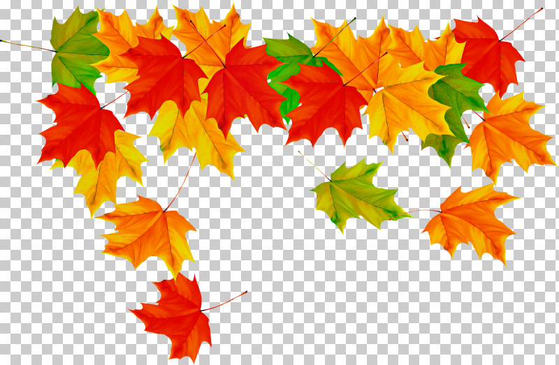 Maple Leaf PNG, Clipart, Autumn, Black Maple, Deciduous, Flower, Leaf Free PNG Download