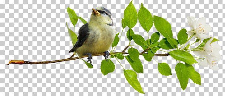 Bird Owl Cygnini Home Page PNG, Clipart, Animals, Beak, Bird, Bird Flower, Branch Free PNG Download