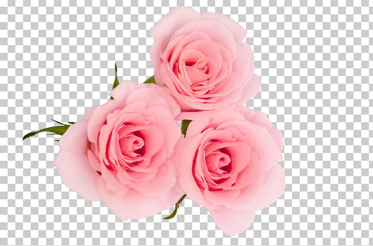 Centifolia Roses Flower Garden Roses Petal Pink PNG, Clipart, Artificial Flower, Centifolia Roses, Coconut Oil, Cut Flowers, Floral Design Free PNG Download