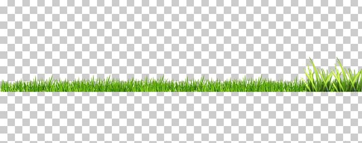 Grasses Green Pattern PNG, Clipart, Angle, Background Green, Family, Grass, Grasses Free PNG Download