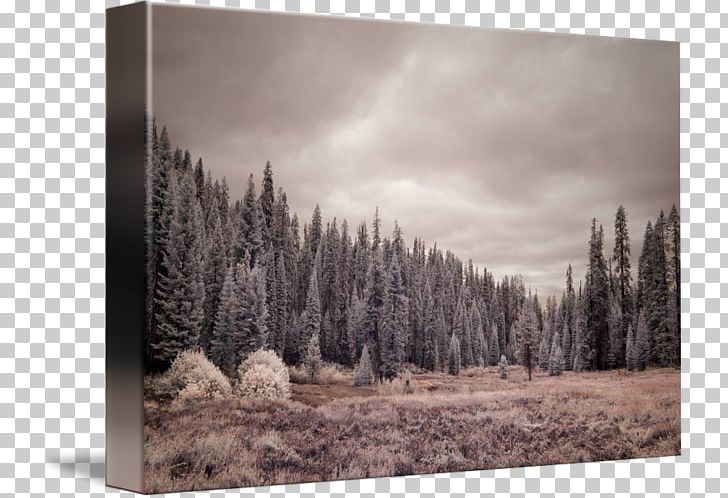 /m/083vt Forest Winter Wood Stock Photography PNG, Clipart, Black And White, Conifer, Forest, Geological Phenomenon, Landscape Free PNG Download