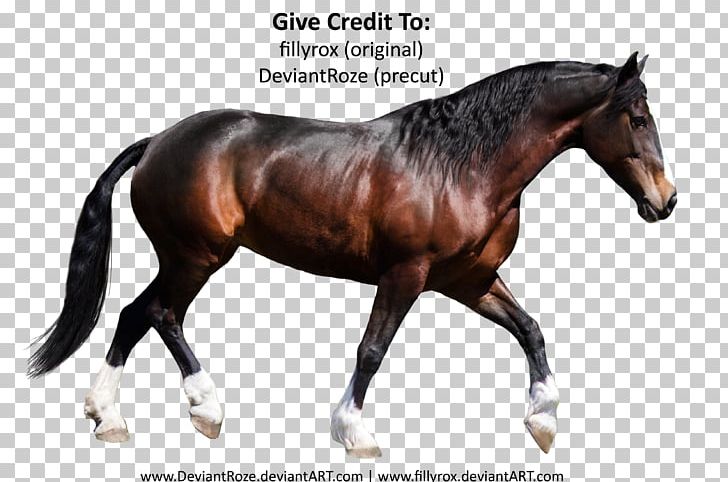 Stallion Lipizzan Pony PNG, Clipart, Arabian Horse, Art, Bridle, Encapsulated Postscript, Halter Free PNG Download
