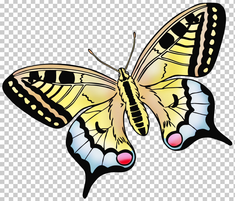 Moths And Butterflies Butterfly Papilio Machaon Insect Cynthia (subgenus) PNG, Clipart, Animal Figure, Brushfooted Butterfly, Butterfly, Cynthia Subgenus, Insect Free PNG Download