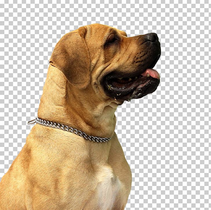 Dog Grooming Cat Pet Animal PNG, Clipart, Animal, Animals, Black Mouth Cur, Boerboel, Boxer Free PNG Download