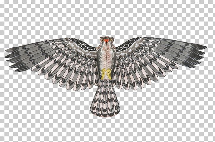 Eagle Bird Flight Owl Wing PNG, Clipart, Accipitriformes, Animals, Beak, Bird, Bird Of Prey Free PNG Download